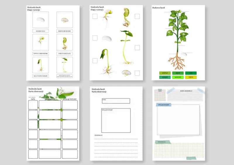 Eksperyment z fasolą: prosty przewodnik krok po kroku