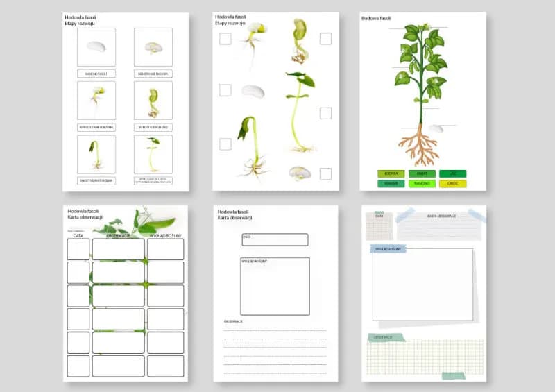 Eksperyment z fasolą: prosty przewodnik krok po kroku